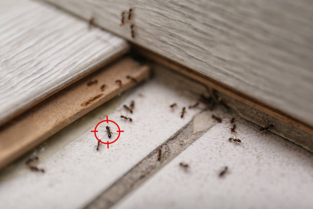 Best Wasp Removal Services  in Eugene, OR
